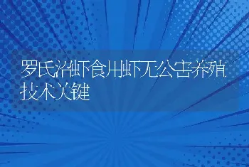 罗氏沼虾食用虾无公害养殖技术关键