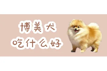 博美犬吃什么好