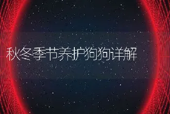 解读狗狗运动的要点