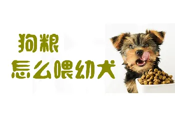 狗粮怎么喂幼犬