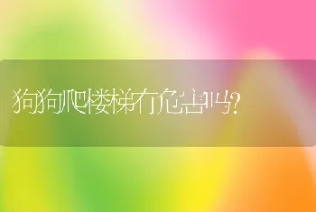 狗狗爬楼梯有危害吗？