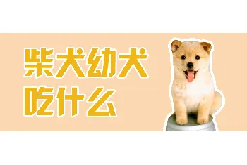 柴犬幼犬吃什么