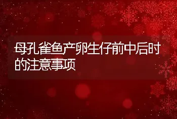 母孔雀鱼产卵生仔前中后时的注意事项