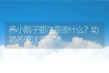 养小鹅子要注意些什么？幼鹅养殖注意事项