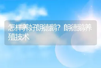 怎样养好朗德鹅？朗德鹅养殖技术