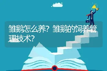 雏鹅怎么养？雏鹅的饲养管理技术？