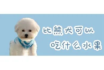 比熊犬可以吃什么水果