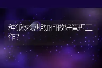 种狐恢复期如何做好管理工作？