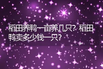 稻田养鸭一亩养几只？稻田鸭卖多少钱一只？