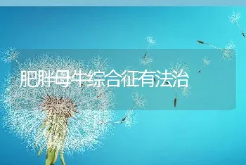 肥胖母牛综合征有法治