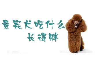 贵宾犬吃什么长得胖