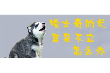 哈士奇幼犬耳朵不立怎么办