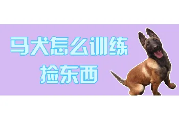 马犬怎么训练捡东西