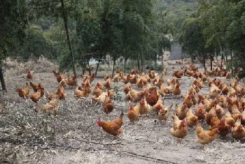 土鸡养殖失败的原因