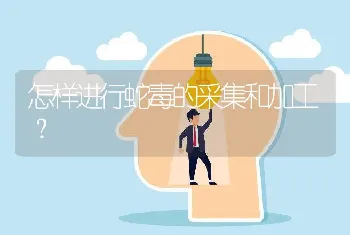 怎样进行蛇毒的采集和加工？