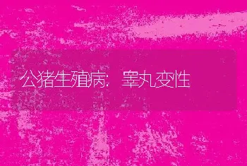 公猪生殖病:睾丸变性