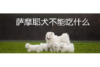 萨摩耶犬不能吃什么