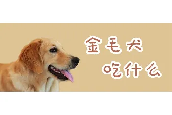 金毛犬吃什么