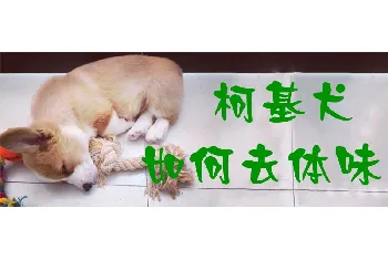 柯基犬如何去体味