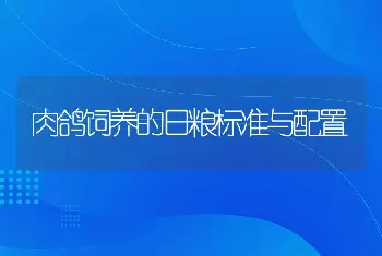 肉鸽饲养的日粮标准与配置