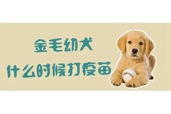 金毛幼犬什么时候打疫苗