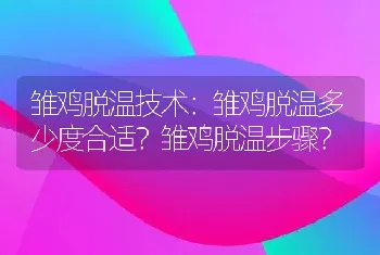 雏鸡脱温技术：雏鸡脱温多少度合适？雏鸡脱温步骤？