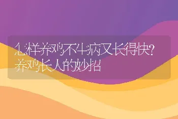 怎样养鸡不生病又长得快？养鸡长大的妙招