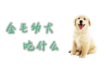 金毛幼犬吃什么