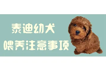 泰迪幼犬喂养注意事项