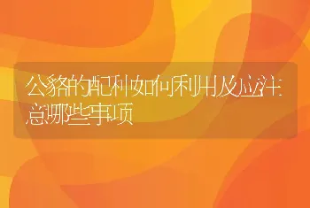 公貉的配种如何利用及应注意哪些事项