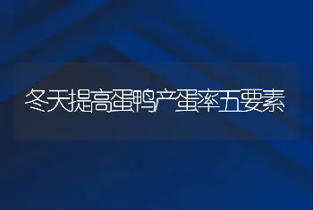 冬天提高蛋鸭产蛋率五要素