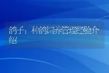 鸽子：种鸽饲养管理经验介绍