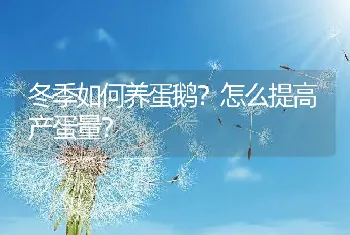 冬季如何养蛋鹅？怎么提高产蛋量？