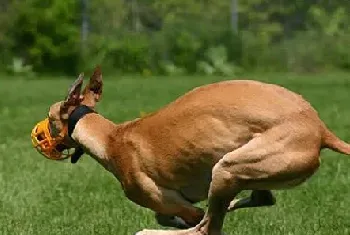 什么是犬瘟热？