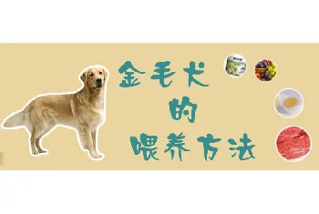 金毛犬的喂养方法