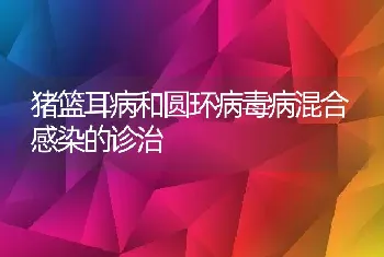 猪篮耳病和圆环病毒病混合感染的诊治