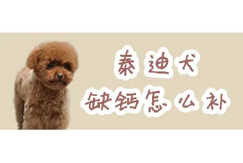 泰迪犬缺钙怎么补