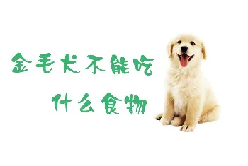 金毛犬不能吃什么食物