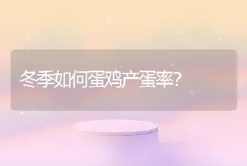 冬季如何蛋鸡产蛋率？