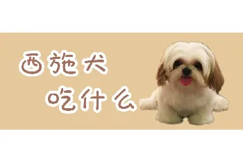 西施犬吃什么