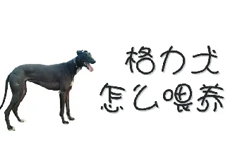 格力犬怎么喂养