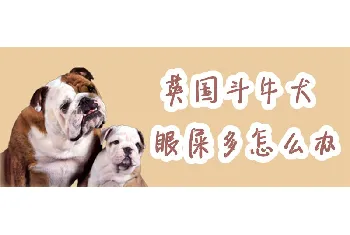 英国斗牛犬眼屎多怎么办