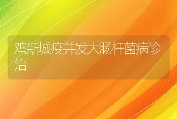 鸡新城疫并发大肠杆菌病诊治