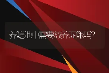 养鳝池中需要放养泥鳅吗？