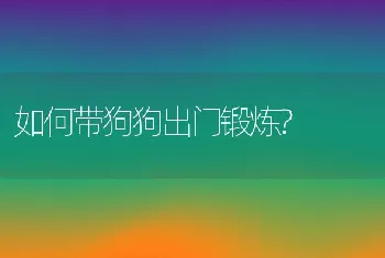 如何带狗狗出门锻炼?