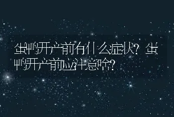 蛋鸭开产前有什么症状？蛋鸭开产前应注意啥？