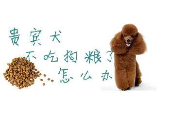 贵宾犬不吃狗粮了怎么办