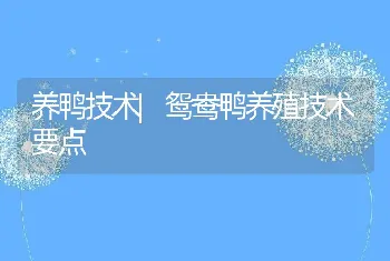 养鸭技术|鸳鸯鸭养殖技术要点