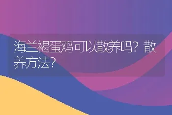 海兰褐蛋鸡可以散养吗？散养方法？