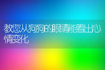 教您从狗狗的眼睛能看出心情变化